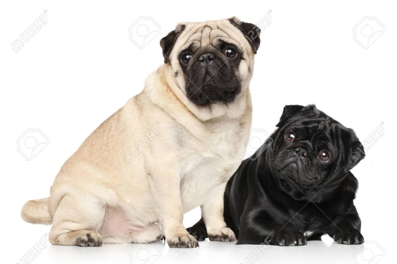 Two Pugs Black And Brown In Front Of White Background Stock Photo, Picture  And Royalty Free Image. Image 35293358.