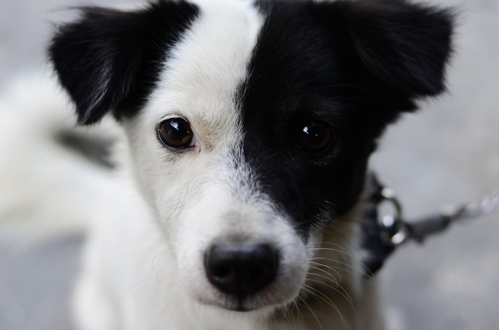 30,000+ Black And White Dogs Pictures | Download Free Images On Unsplash