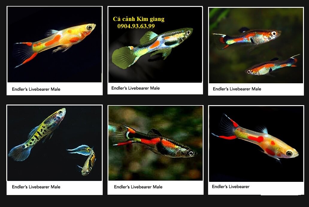 Cá Bảy Màu Rừng Endler | Diễn Đàn Chim Cá Cảnh - Thiên Đường Cá Cảnh