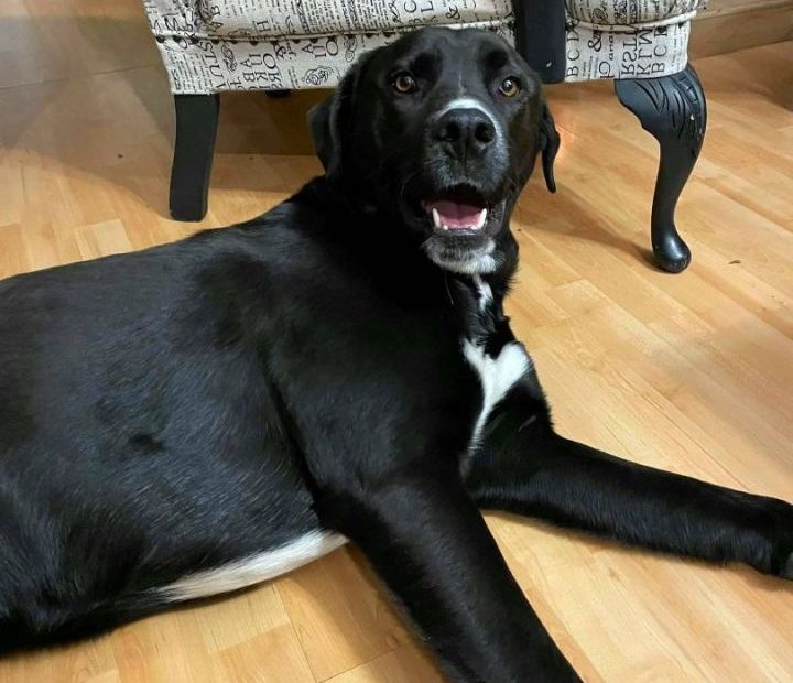 Dog For Adoption - Bean, A Black Labrador Retriever & Husky Mix In Hanna,  Ab | Petfinder