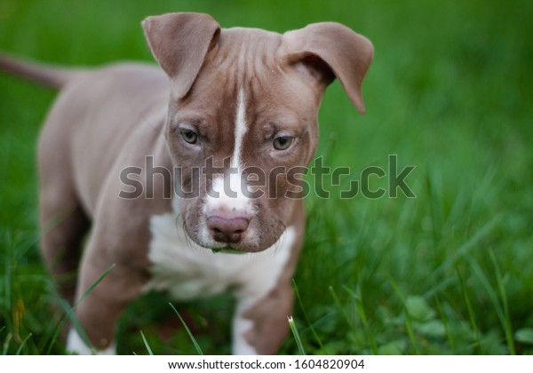 895 Red Nose Pitbull Puppy Images, Stock Photos & Vectors | Shutterstock