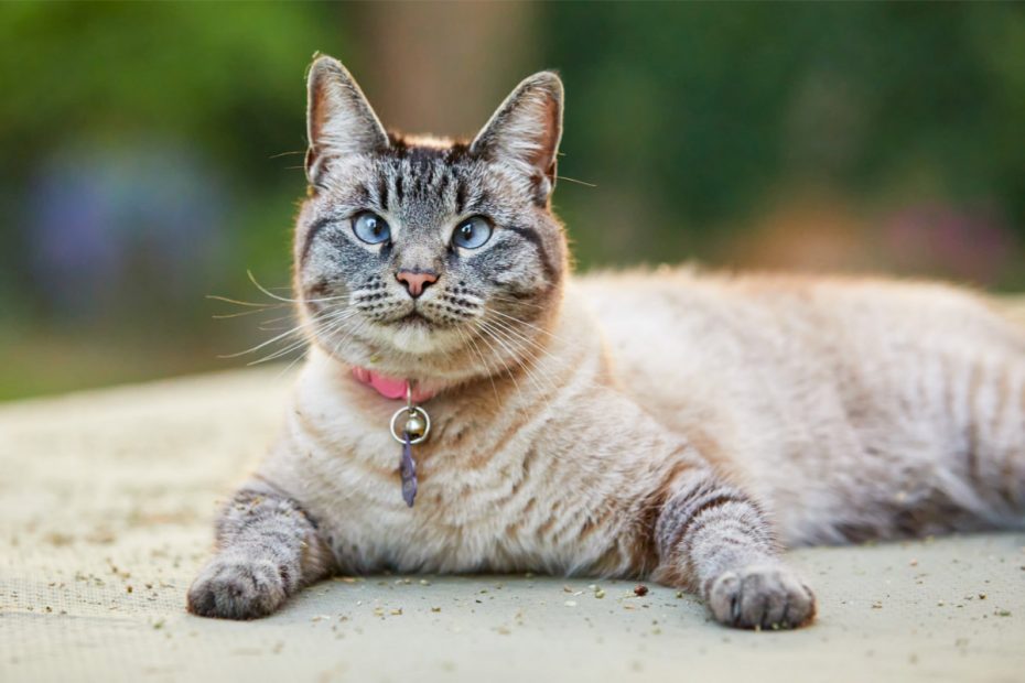 Lynx Point Siamese Cats | Why Everybody Wants One