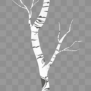 Birch Tree Png, Vector, Psd, And Clipart With Transparent Background For  Free Download | Pngtree