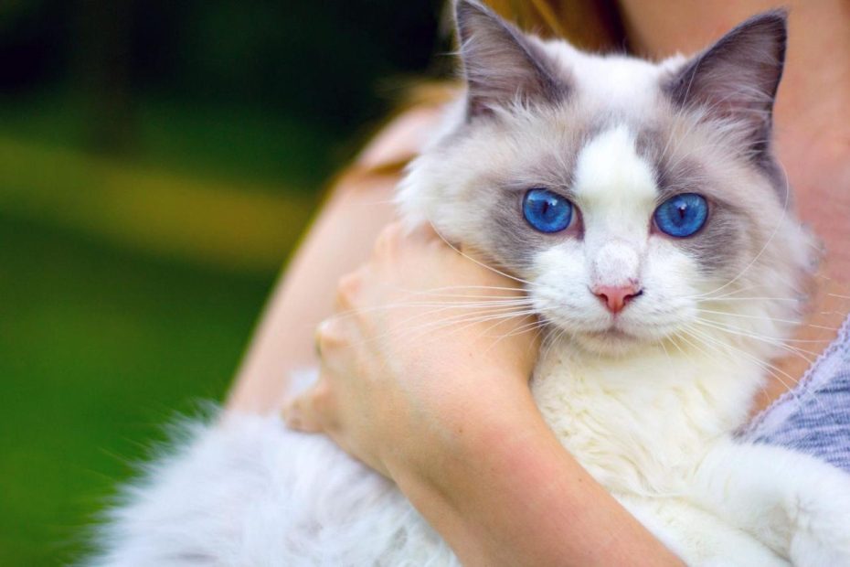 12 Cat Breeds With Blue Eyes That Sparkle With Love For You