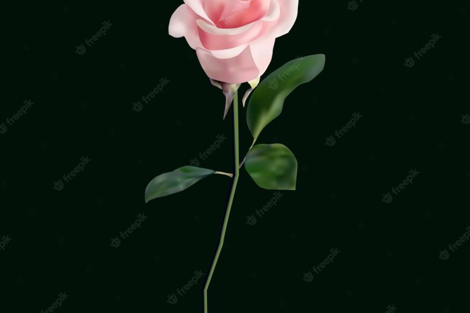 Premium Vector | Realistic Pink Rose On Black Background