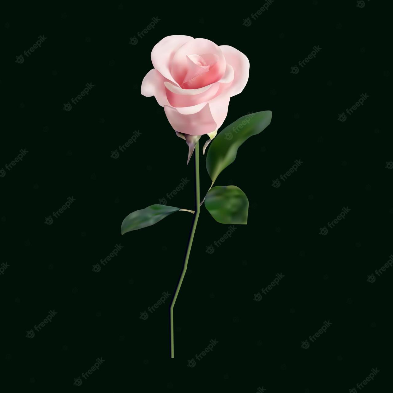 Premium Vector | Realistic Pink Rose On Black Background