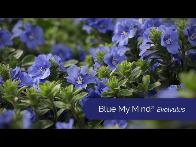 Blue My Mind® Evolvulus From Proven Winners - Youtube