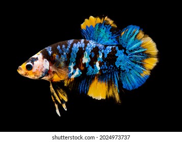 Yellowblue Galaxy Koi Betta Fish Swimming Stock Photo 2024973737 |  Shutterstock